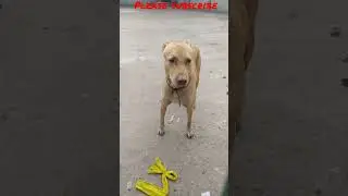 beautiful street dog video #shorts #shortvideo #ytshorts #viral #trending #youtubeshorts