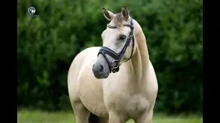 FOR SALE: Buckskin dressage pony - size 1.45m. - gelding born 2020