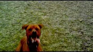 Dougie having fun at Silver Birch Kennels