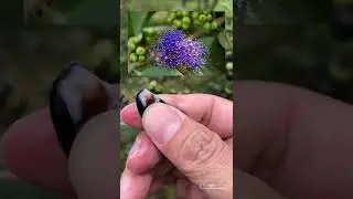 C&acirc;y sầm, Sầm ngọt; Memecylon scutelatum trị rối loạn kinh nguyệt