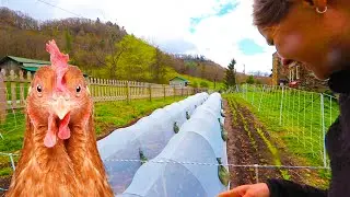 This Garden Thrives (partly) Because of Chickens