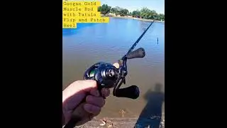 Googan Squad Gold Muscle Rod Paired with Daiwa Tatula F&P Reel #googansquad #bassfishing #shorts
