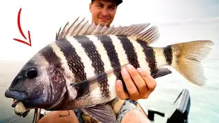 A DAY OF BRIDGE MONSTERS! (Sheepshead, Bull Redfish, Tautog)