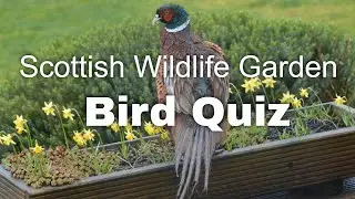 Small Garden Bird Quiz - 15 Beautiful Small Birds found in my garden in Scotland UK | British Birds