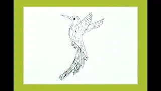 How To Draw A Hummingbird|Hummingbird Drawing #hummingbird #howtodraw #drawing