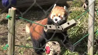 A red panda looking for and eating an apple.
