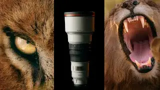 Sony GM 300mm f2.8 - WILDLIFE - SPORT LENS - GHOST FRAME