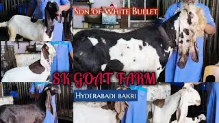 SK Goat Farm || Hyderabadi Breeder and Hyderabadi Bakriya