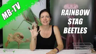 MB-TV: Rainbow Stag Beetles