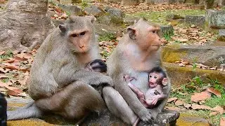 Most lovely baby monkey video; their mom takes them very well.🥰