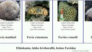 El&auml;inkunta, lahko kivikorallit, heimo Faviidae animal sinensis Favia Platygyra None leptophylla