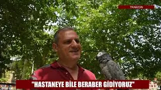 Nisa Bilazer papağan Şakir