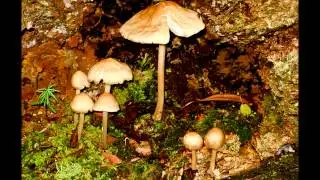 Arboretum Hogsback, Eastern Cape