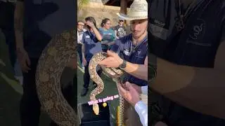 This is how you determine SEX of a snake 🐍