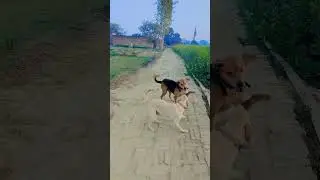 Dog#feighting#scine