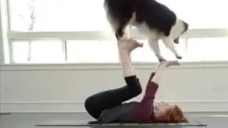 Genius dogs
