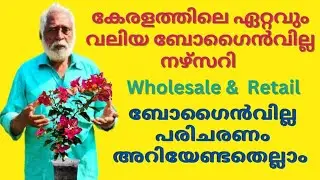 BOUGAINVILLEA NURSERY IN MANNUTHY / BOUGAINVILLEA COMPLETE CARE IN MALAYALAM / GARDEN TOUR IN KERALA