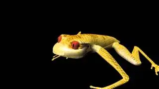 Rana 3d