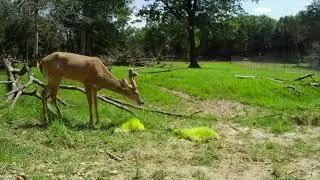 1st Mature Buck Bone Cam of 2023!