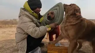 网上又买回来20斤鸡胸肉，在户外又能吃很久，新的护圈平安不怕