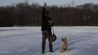 Bear Imported, Trained Yellow Male British Labrador