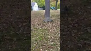 Look at that jump, squirrel jumping #shorts