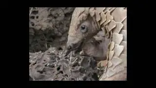 Ichthyophis