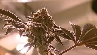 VIDEO: Medical marijuana bill would require labs to test for chemicals and mold