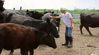 The Rubber Boot for Farmers - Dryshod Footwear - 15s Farm Commercial