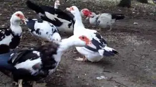 Copperfield Muscovy Ducks and Ducklings