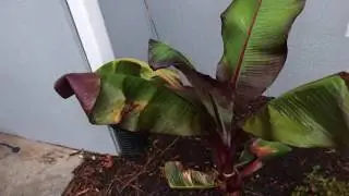 Palm trees growing in central Virginia   June 10, 2020