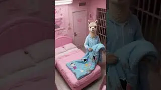 Which blanket is actually the alpaca's? #funny #dalgona #animation #cute #animals
