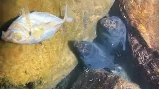 Diving to catch eel, fish,shrimp, crab, lobster, Octopus, stingray, snail / Seafood 2026