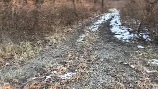 Bobcat cage catch