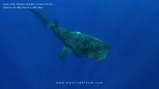 ALEX LINDBLOOM PRO DIVE BEST OF MEXICO