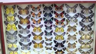 Noctuidae. Семейство Совка.