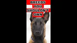 Don't even THINK about getting these dog breeds
