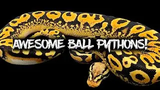 20 of the Coolest Ball Pythons!