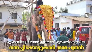 തെച്ചിക്കോട്ടുകാവ് രാമചന്ദ്രൻ മാമ്പുള്ളിക്കാവ് പൂരത്തിന് 😍🔥 Thechikottukav Ramachandran @Mambullykav