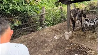Vaca brava los atacó no te lo pierdas