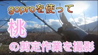 goproを使って 桃の剪定作業を流し撮り