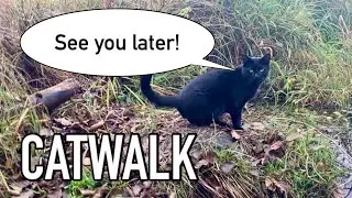 Martin says meow and quits - comes home later