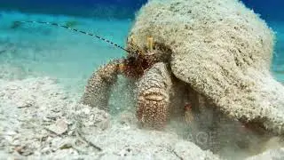 Giant Hermit Crab (Petrochirus diogenes)  2 of 3