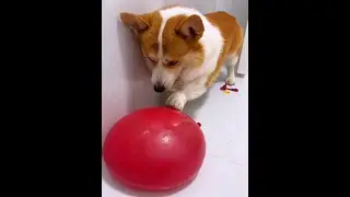 ⭕Cute Puppies 🥰&hearts; super funny Corgi &hearts; #shorts #2024