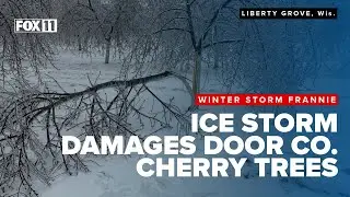 Ice buildup damages cherry orchard trees in Door County