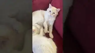 Gringo and Nala love