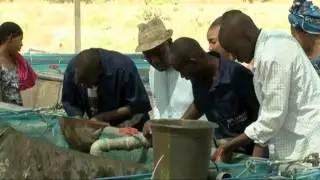 Histoires Africaines II - Pisciculture