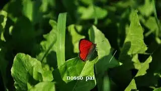 1205-Essência Divina: Paz, Serviço e Amor Fraternal