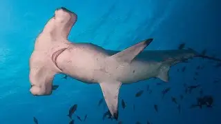 Olivia Smailes | Global conservation status, threats, and management of hammerhead sharks