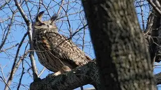 Flaco the Owl was exposed to rat poison prior to death